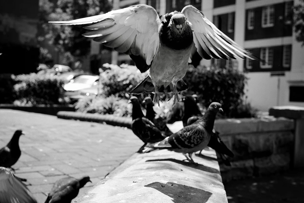 _DSC4178 copy.jpg