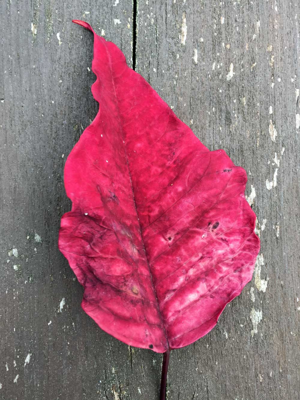 Clare Island's inspirational colours of nature