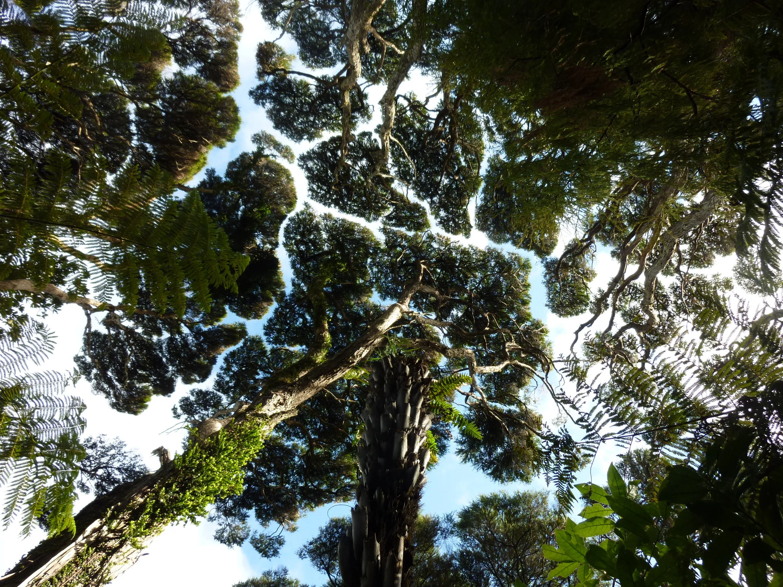 31-07-11 Auckland City-Upper Kauri-Cascade-Robinson-Fenceline-Waitakere Dam-Anderson (6).JPG