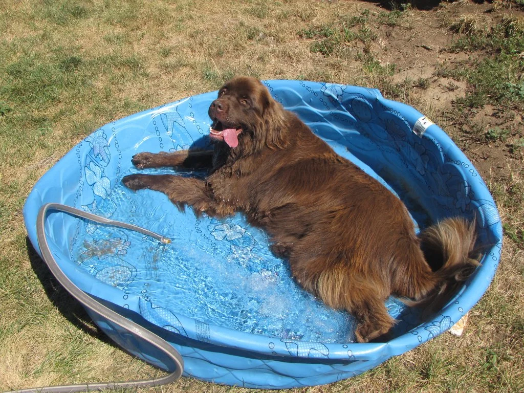 A Representation of the depth of the Sounders roster.