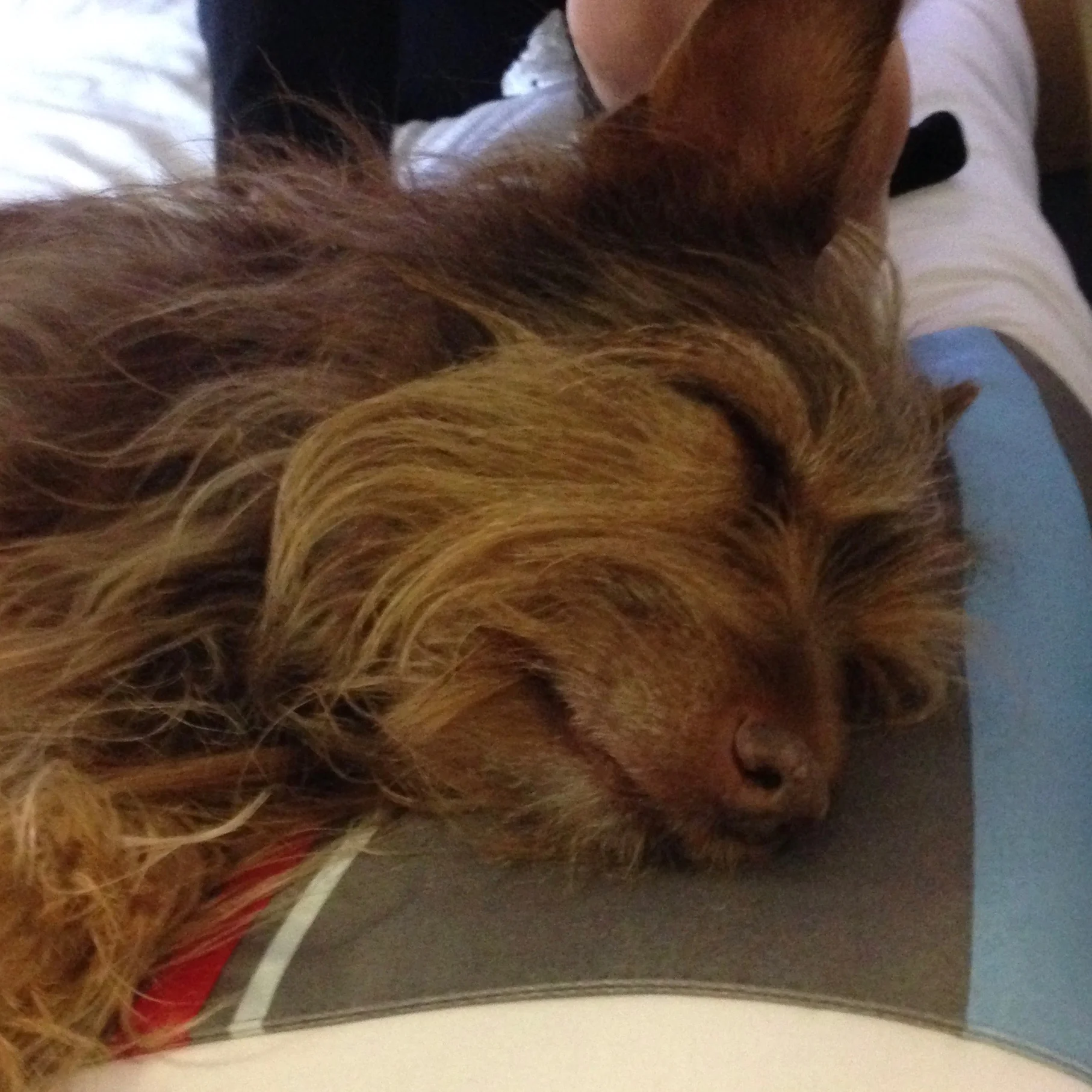 Having slept through our GDPR policy meeting, Red is pretty sure that GDPR means "Good Dog Petting Regime "