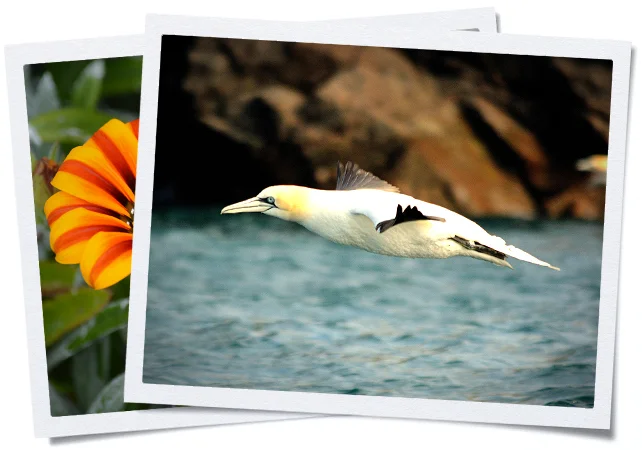 Double-frame-wildlife.jpg