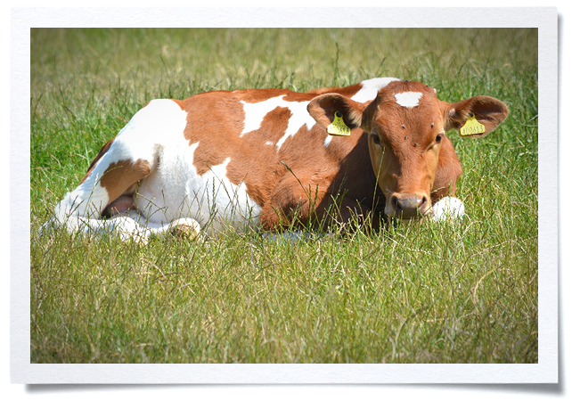 Frame - Cow.jpg