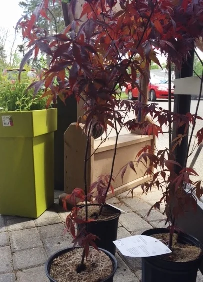 Japanese Maples:  $18.95