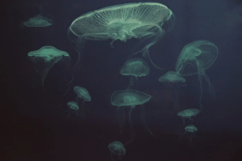 Underwater Ballet