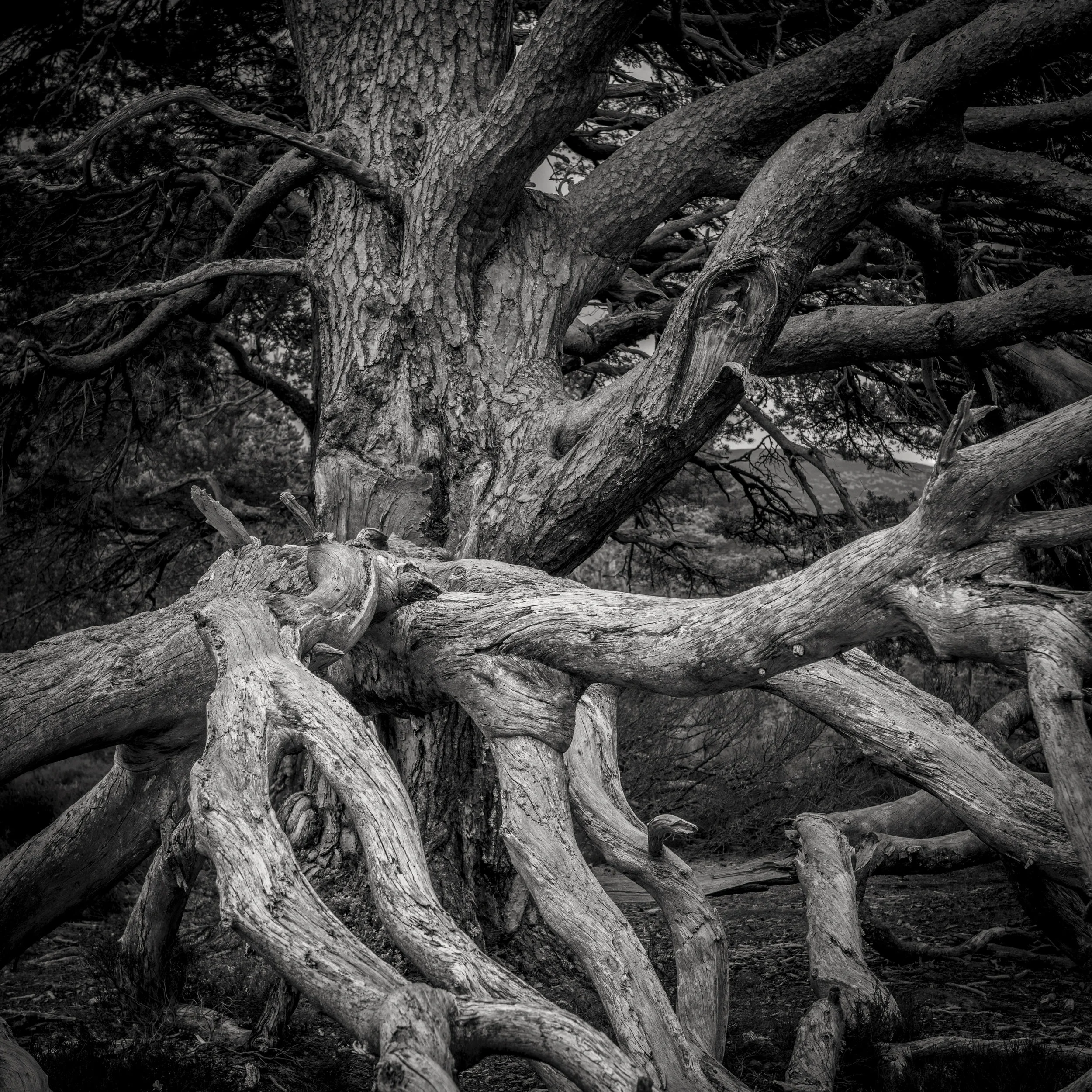 Trees-1639.jpg