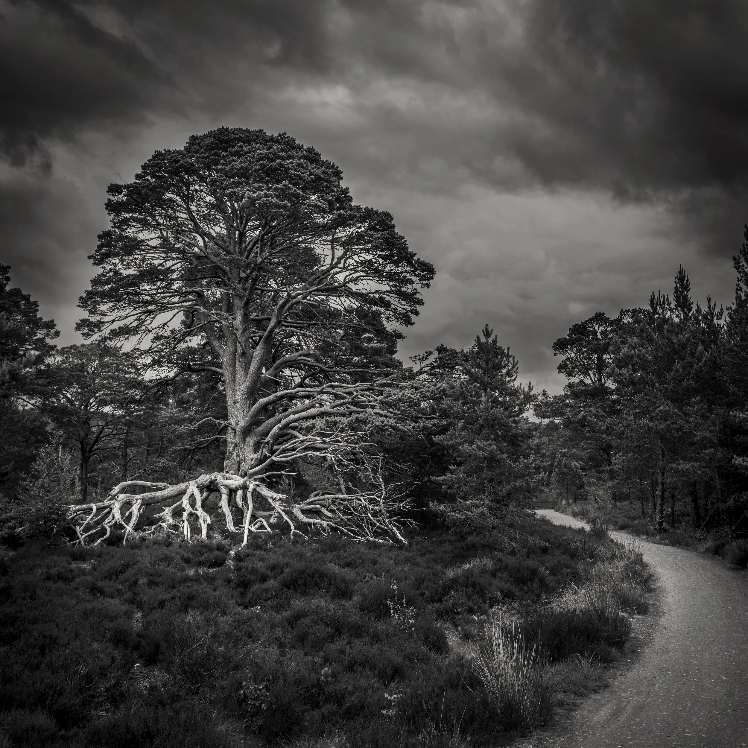 Trees-1634.jpg