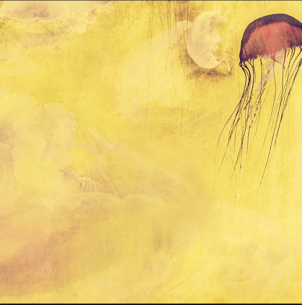 Monterey Yellow.jpeg