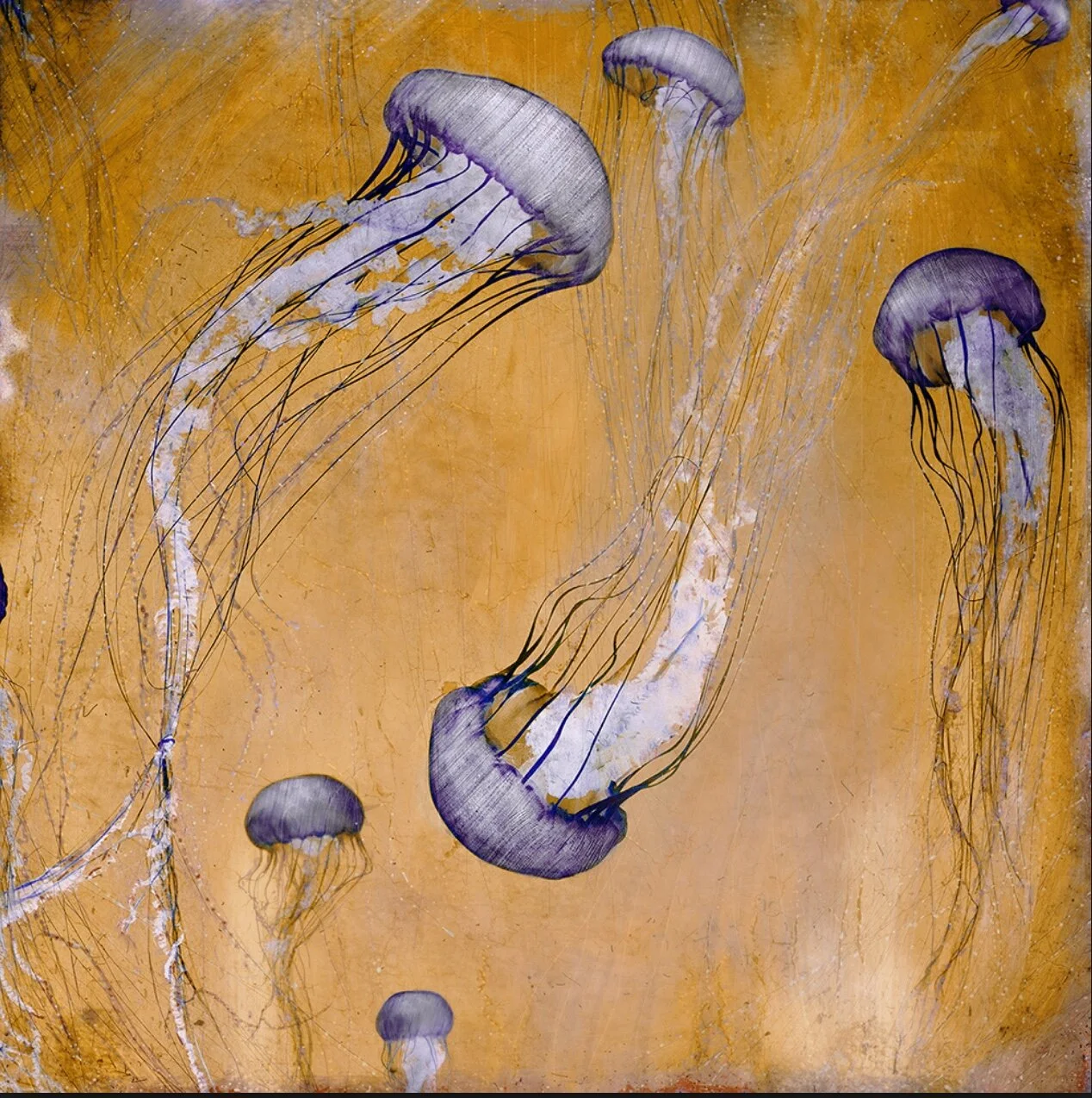 Monterey Purple.jpeg