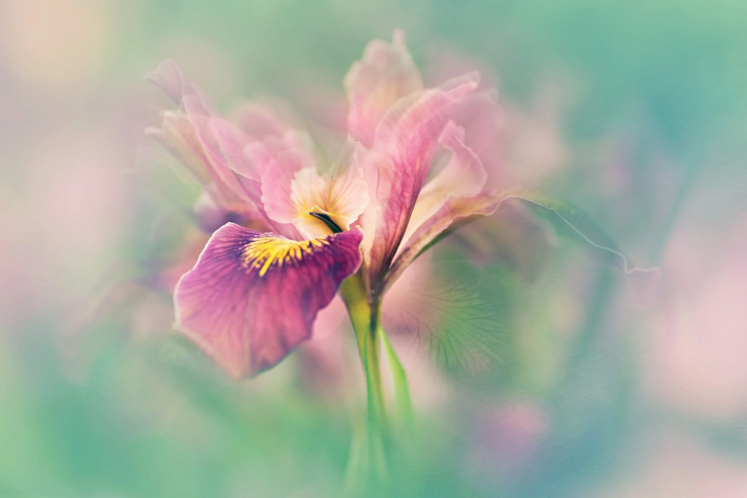 mystical-may-iris-copy.jpg