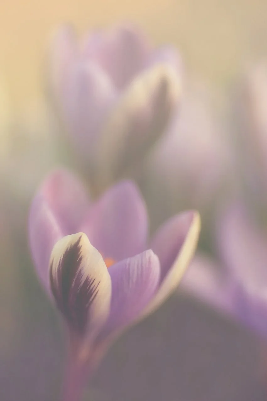 purple-bliss.jpg
