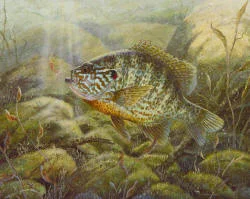 DoughtyPumpkinseed2.jpg