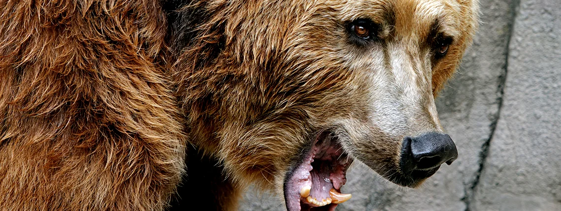 bear.jpg