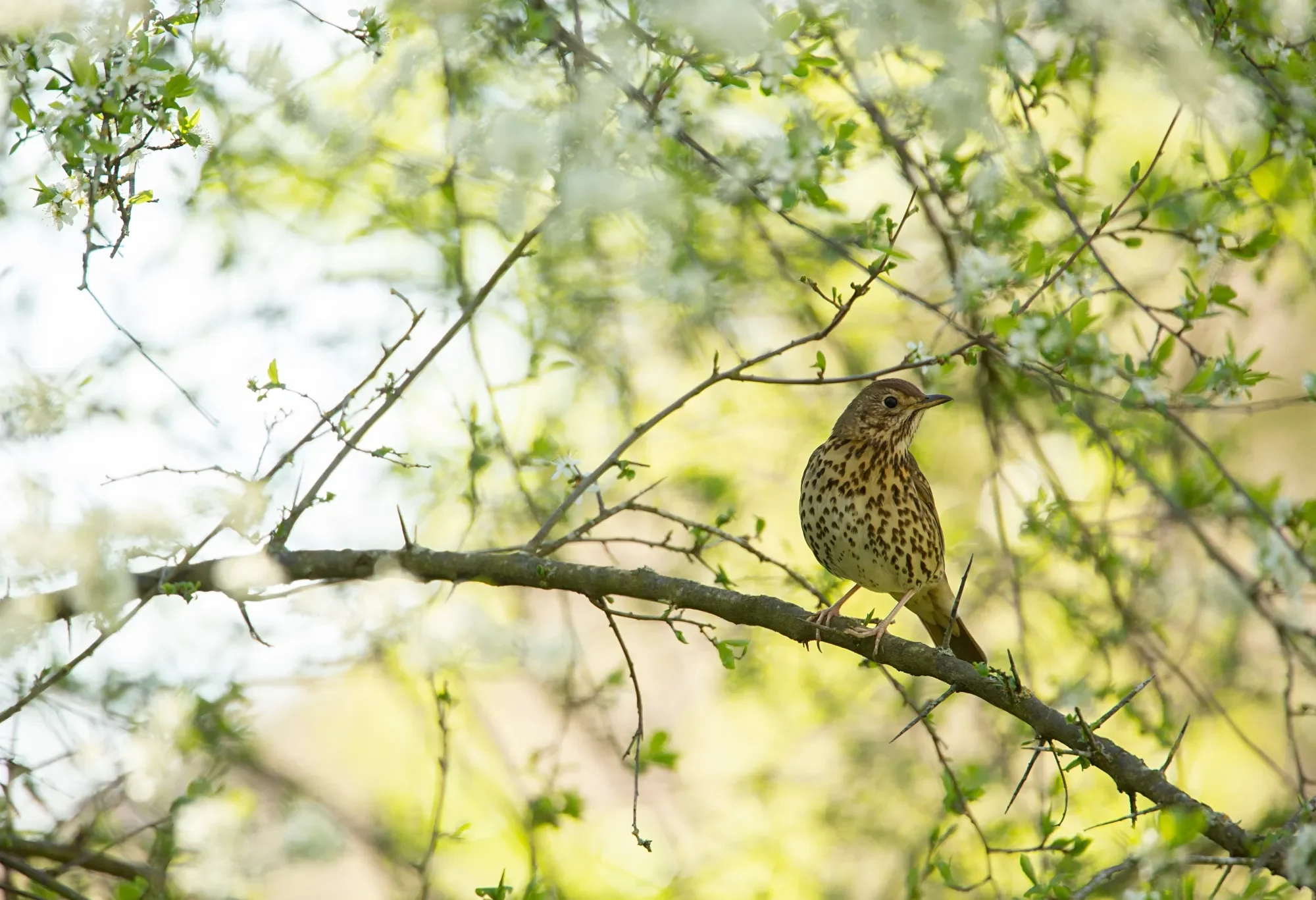 Song Thrush.webp