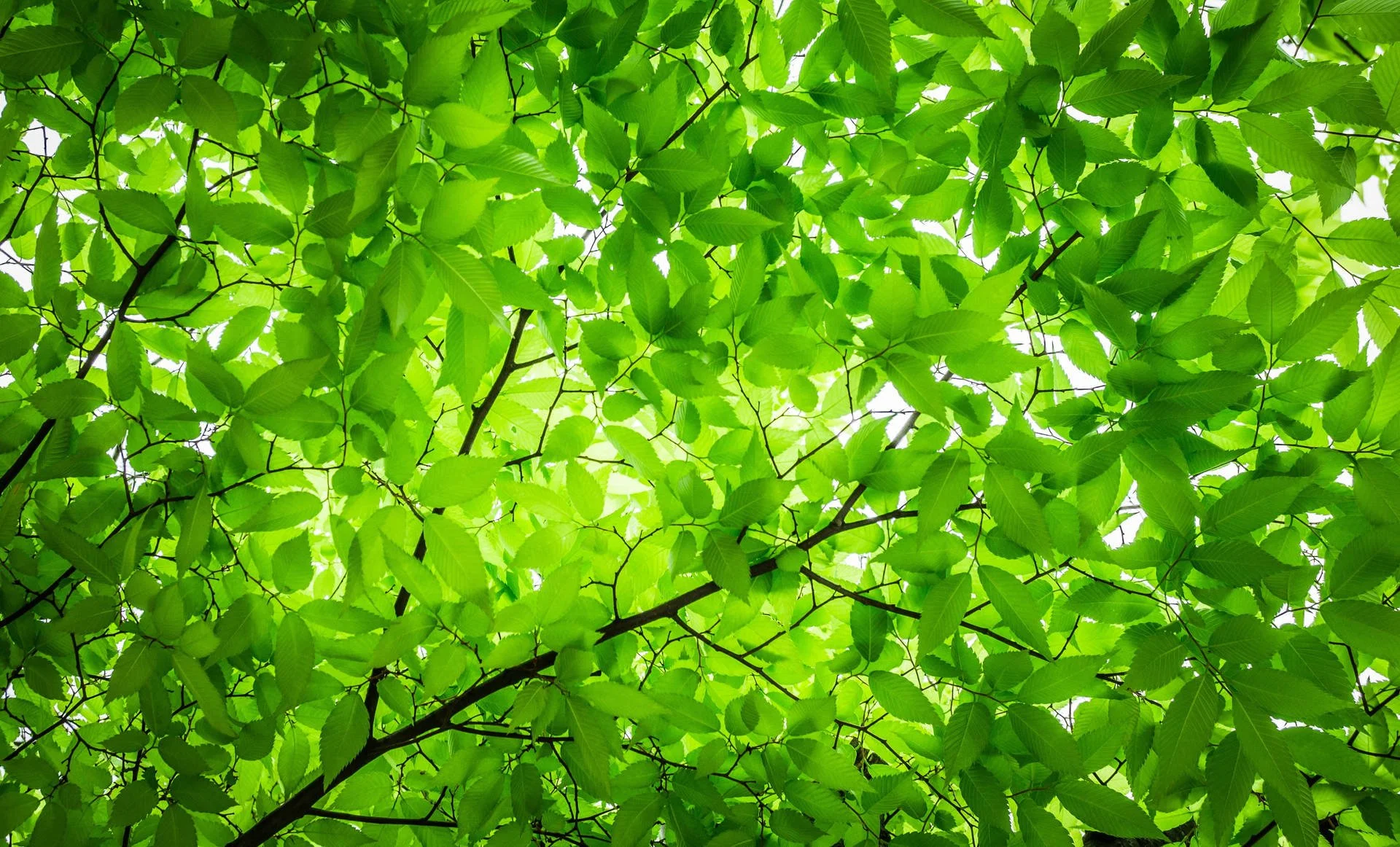 sunlight-through-green-leaves-ddro2w2p3o25dsb9.jpg