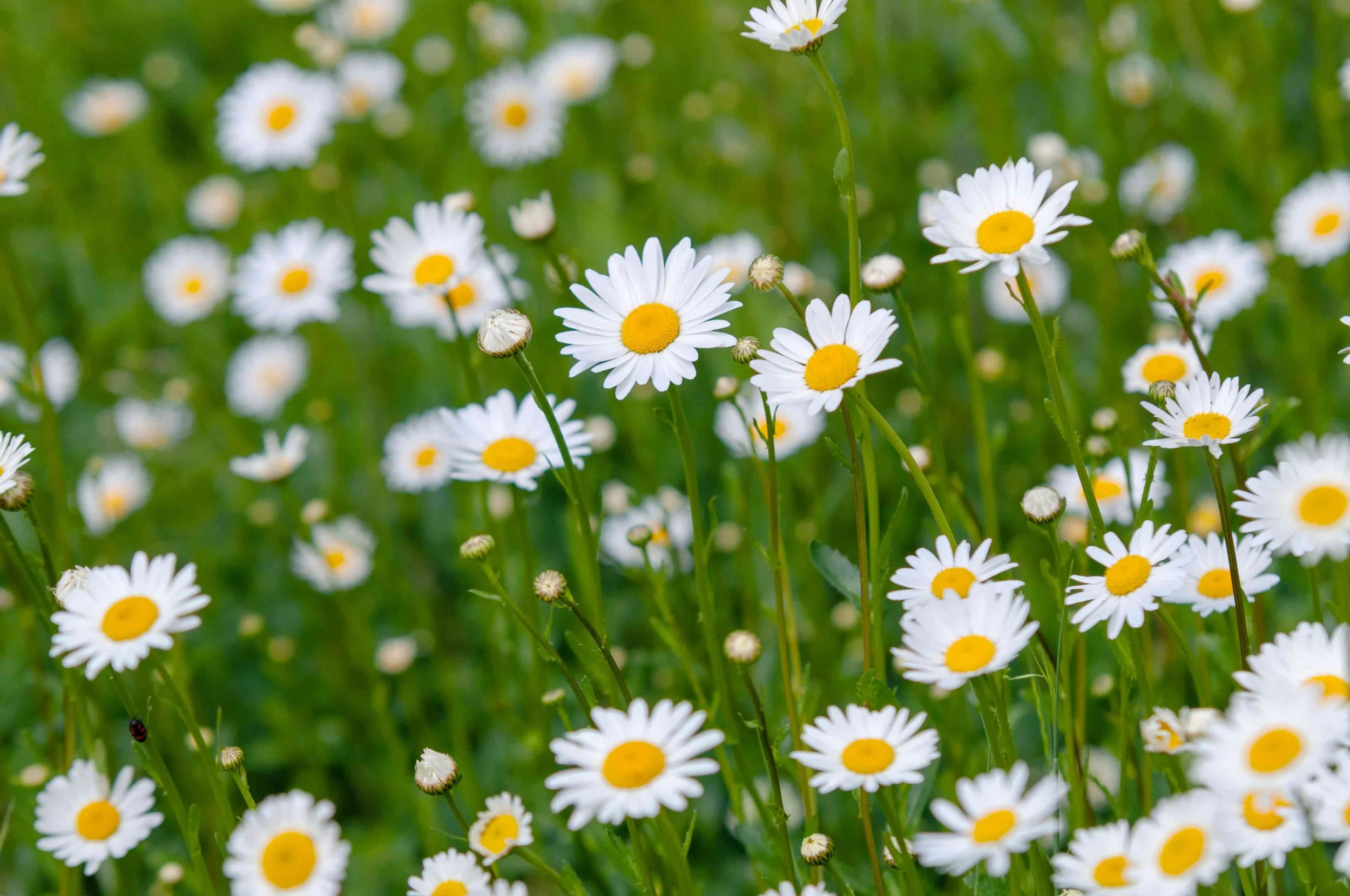 Daisies.jpg