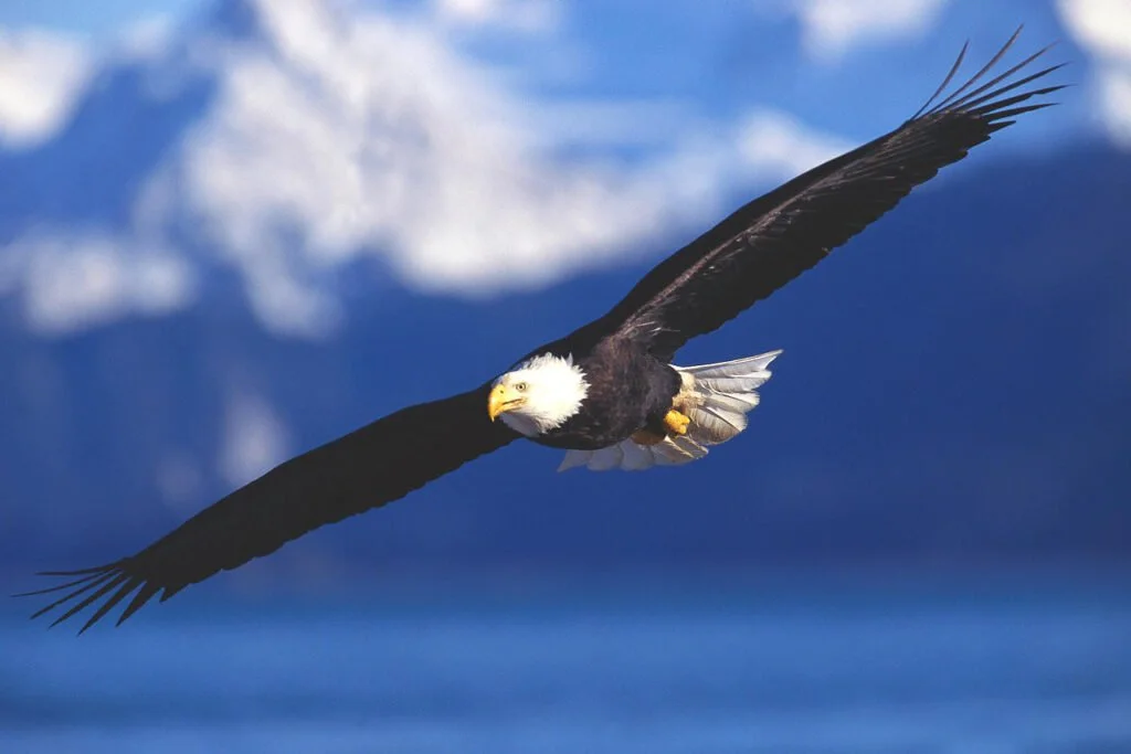 eagle-2-1024x683.jpg