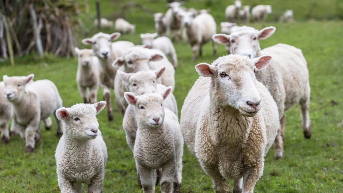 What_you_need_to_know_about_raising_sheep.jpg