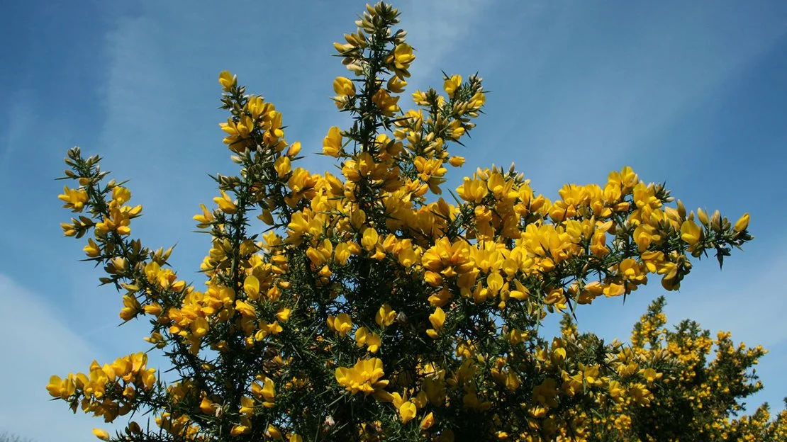 common-gorse-alamy-bk5yp0-sabena-jane-blackbird.jpg