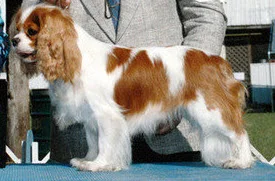 Maternal Great GM - CH Immenhof's Britney Spears