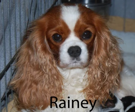 Mom - Kingston's Rainy Days And Mondays