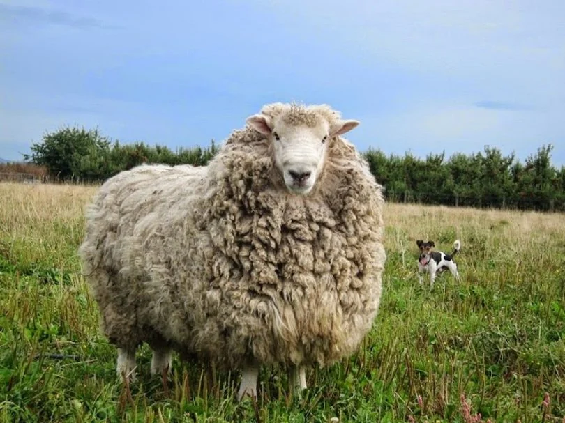 merino sheep.jpg
