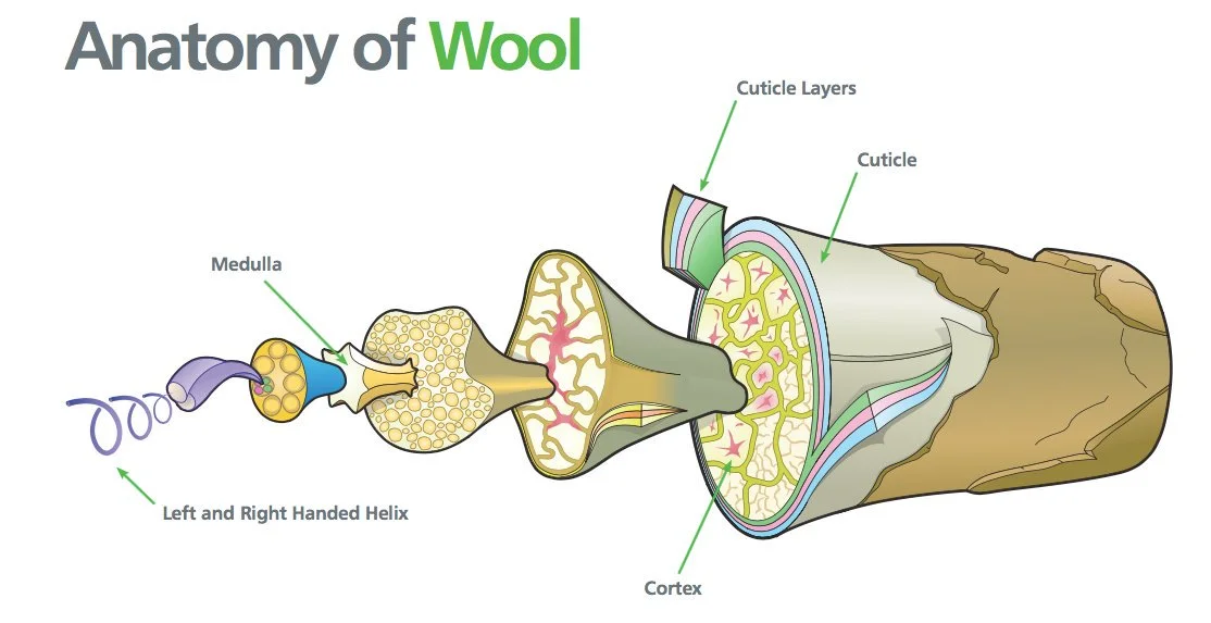 anatomy of wool.jpg