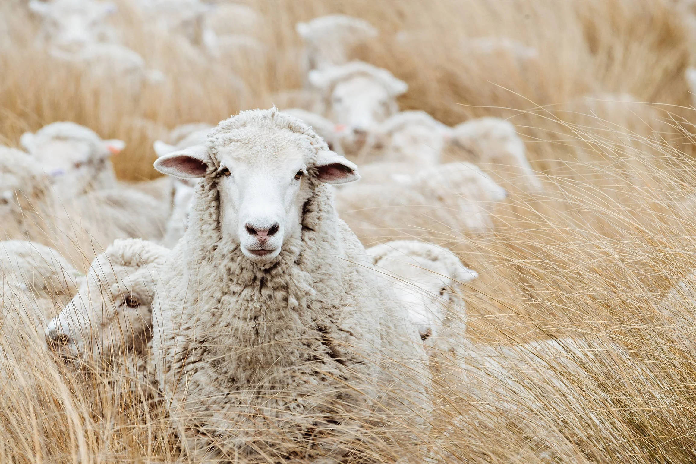 The Fundamentals of Wool: Why Wool Carpet is a Smart Choice for Your Home
