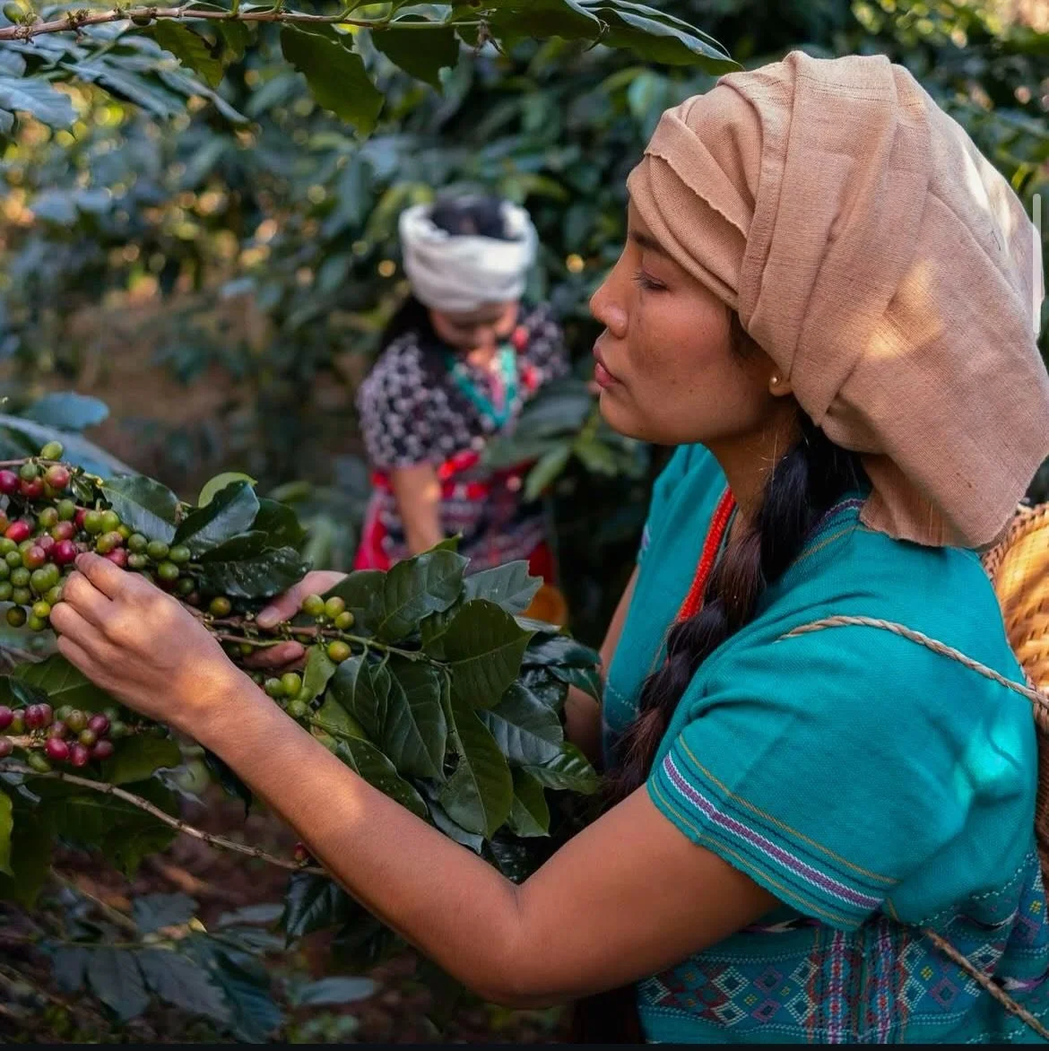 Richtig guter Kaffee hat seinen Anfang lange vor der R&ouml;stung und zwar dort, wo er mit Wissen, Geduld und viel Handarbeit entsteht. Wenn wir die Menschen und Orte im Ursprung besuchen, erweitert das unseren Blick und st&auml;rkt den Respekt f&uum