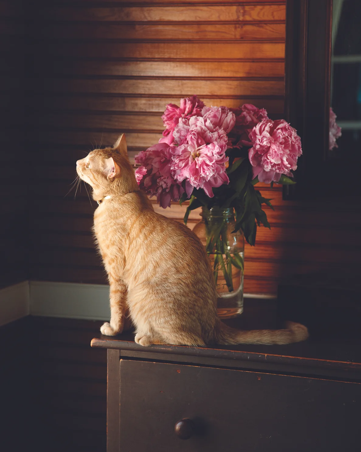 dana_gallagher_orange_cat_232.jpg