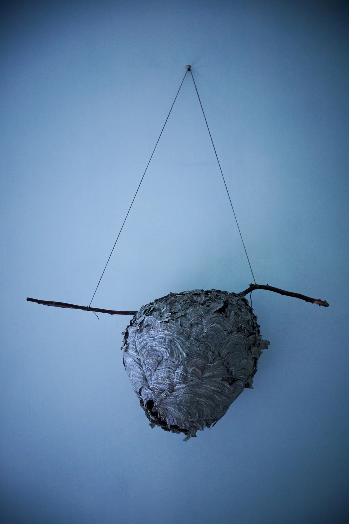 WASP_nest_dana_gallagher0025.jpg