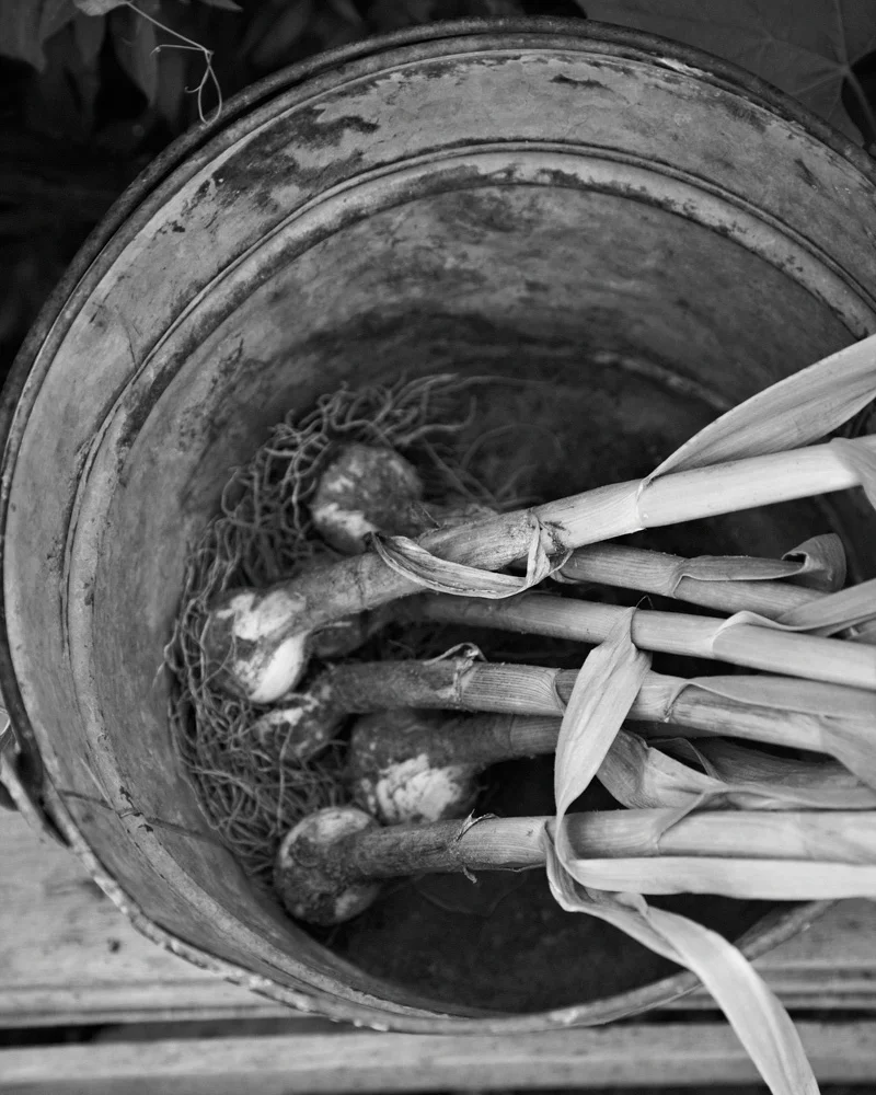 dgallagher_garlic_bw.jpg