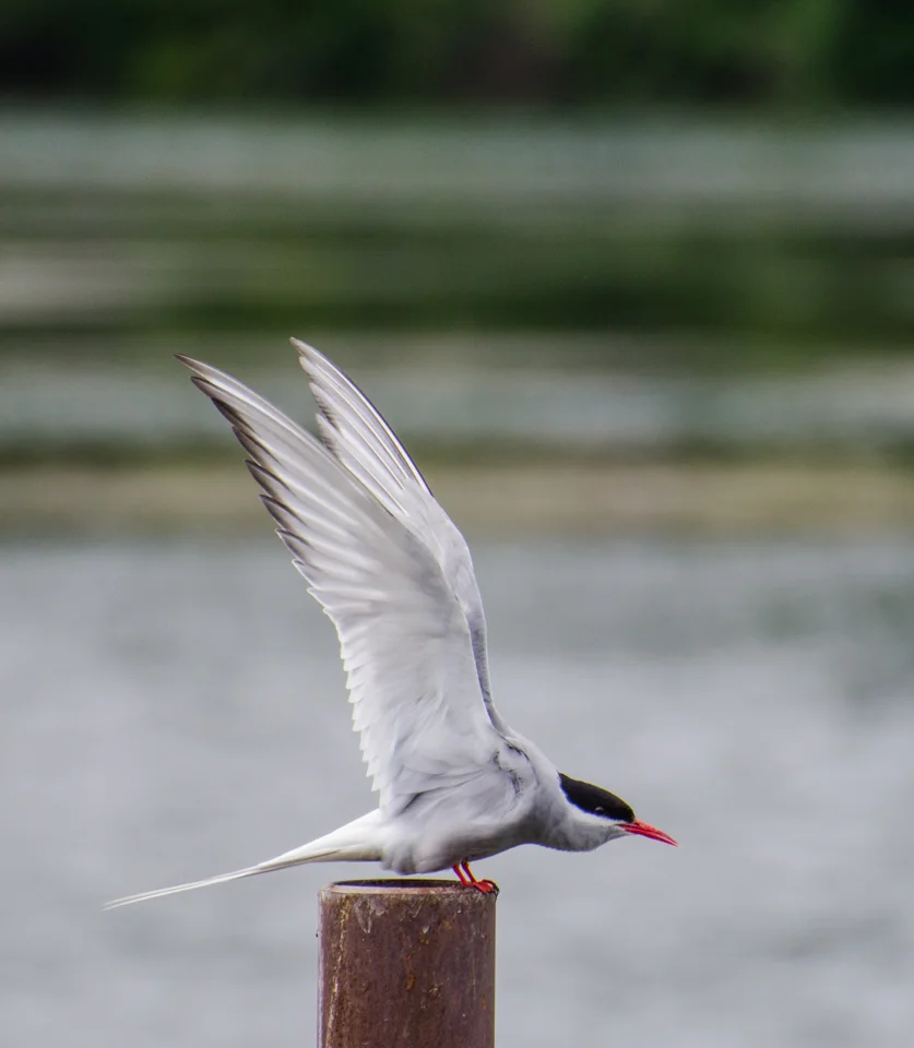 Arctic tern, Anchorage, Alaska.
