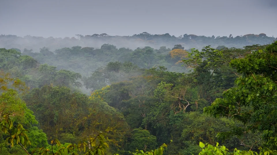 View of the forest canopy at La Selva Biological Station, Costa Rica