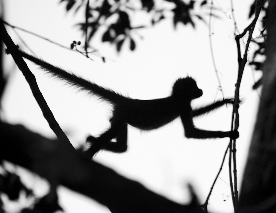 Monkey silhouette .jpg