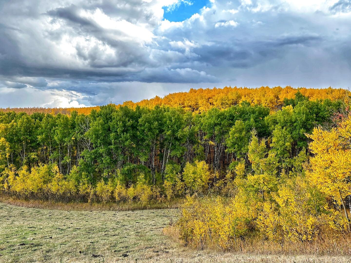 I think some of these trees are trying to deny the inevitable&hellip;
#leaveschanging #fall #albertafoothills