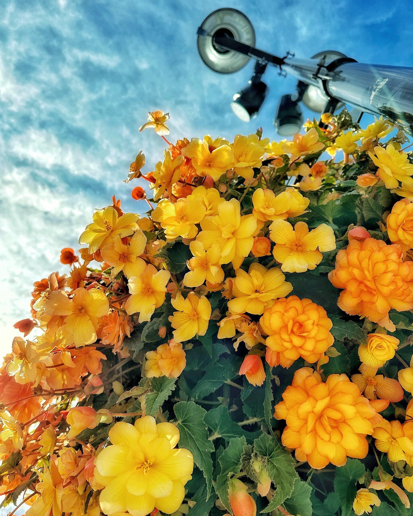 Thank you @cityofcalgary gardening crew for the amazing job you do with the flowers downtown. Makes me so happy to see these colours. #yycflowers #fallflowers