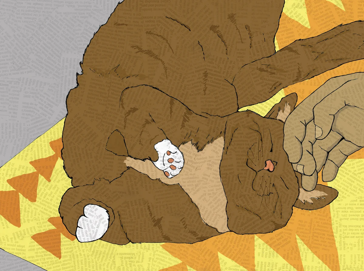 Cat-Petting.jpg