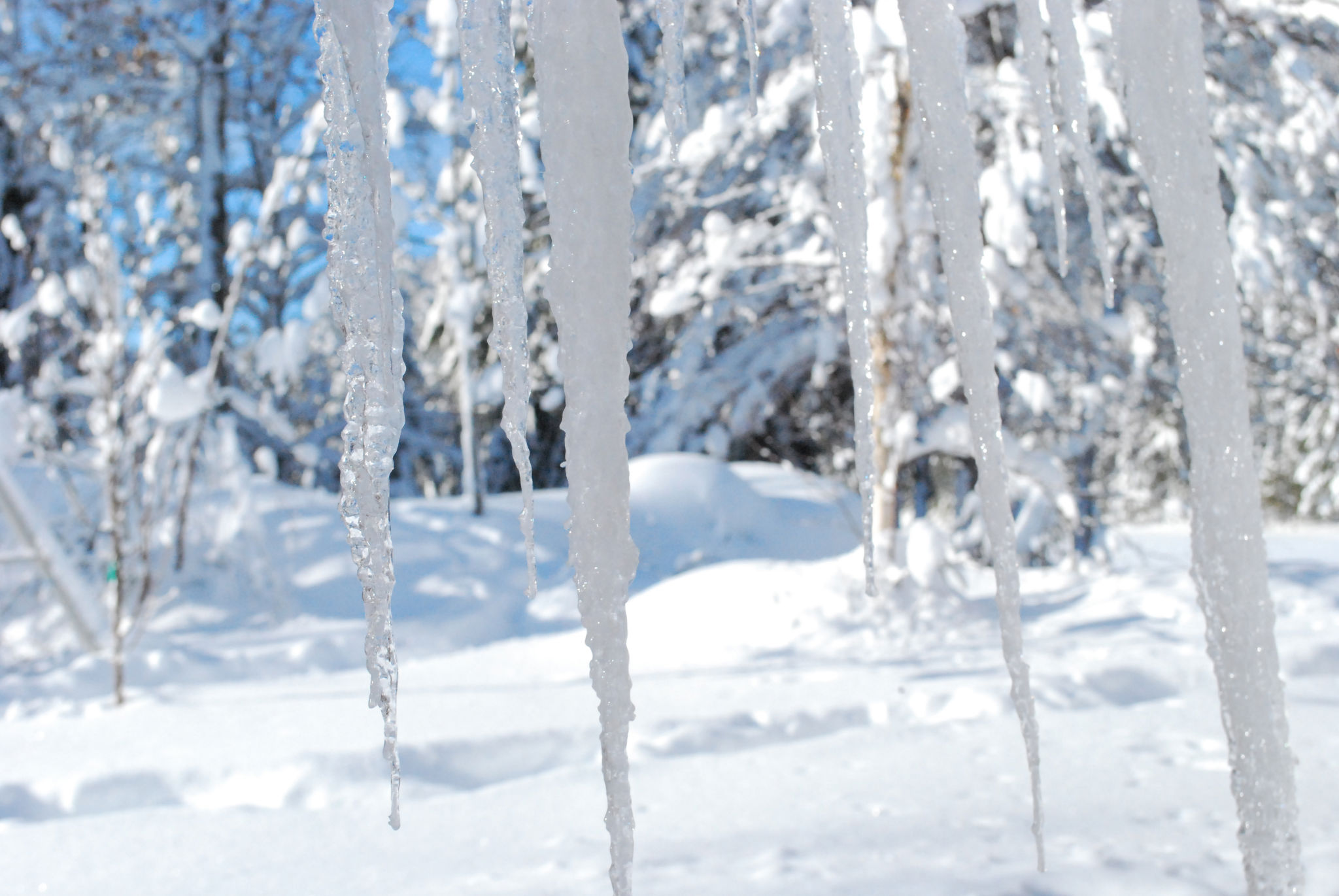  A White Winter 