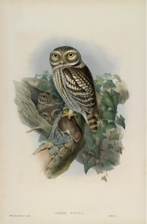 ATHENE NOCTUA - Little Owl.jpg