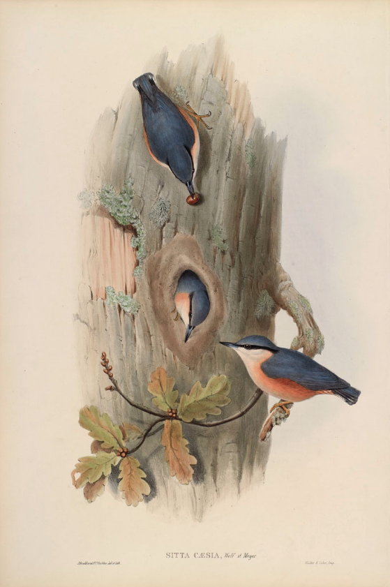 SITTA CAESIA - Wood Nuthatch.jpg