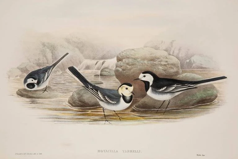 Gould6.jpg