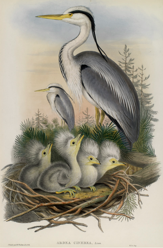 ARDEA CINEREA - Grey Heron.jpg