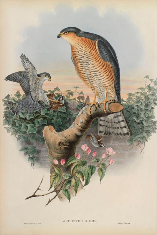 ACCIPITER NISIS - Eurasian Sparrowhawk.jpg