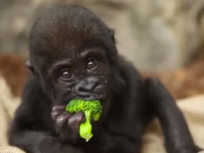(For your daily dose of cuteness...)