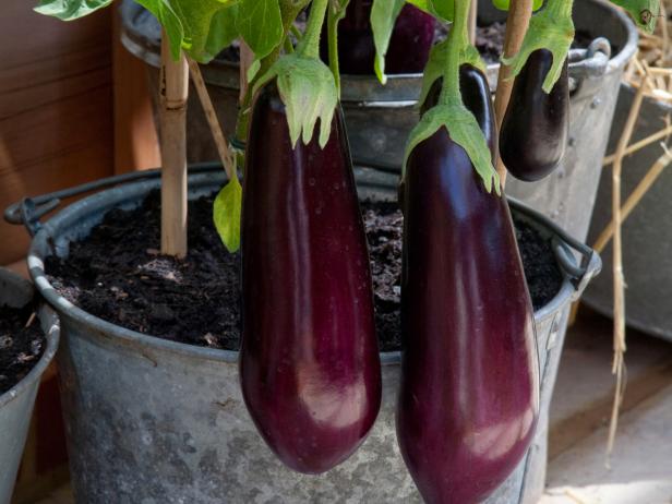 eggplant.jpeg