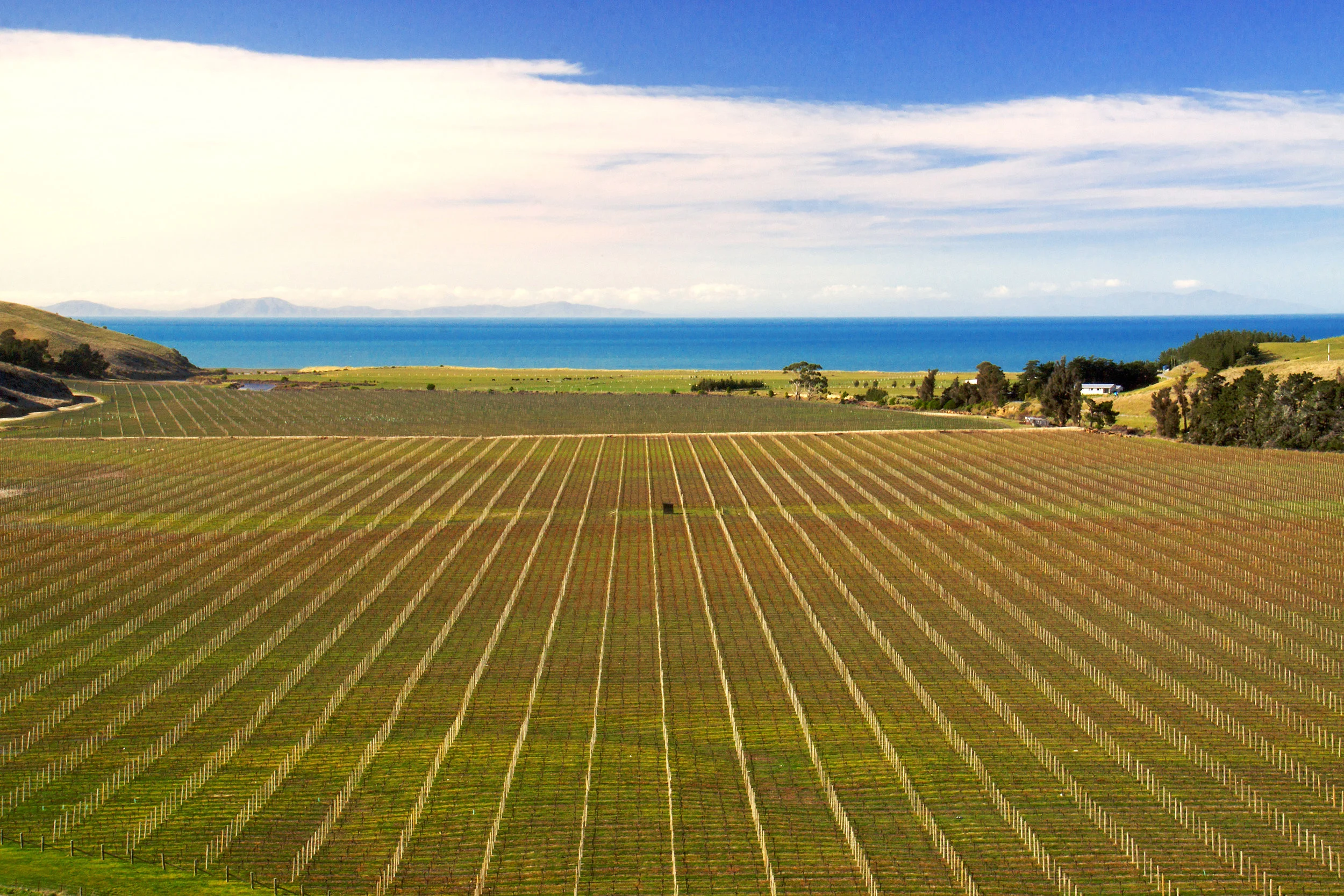 Barkers Marque Vineyard 15.jpg