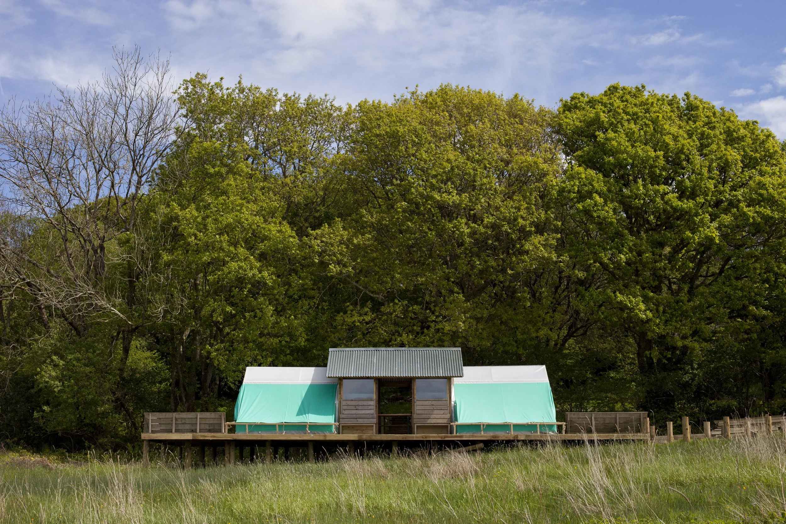 fforest flowers_73.jpg