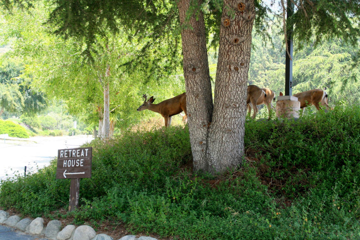 Marer Dolorosa Deer.png