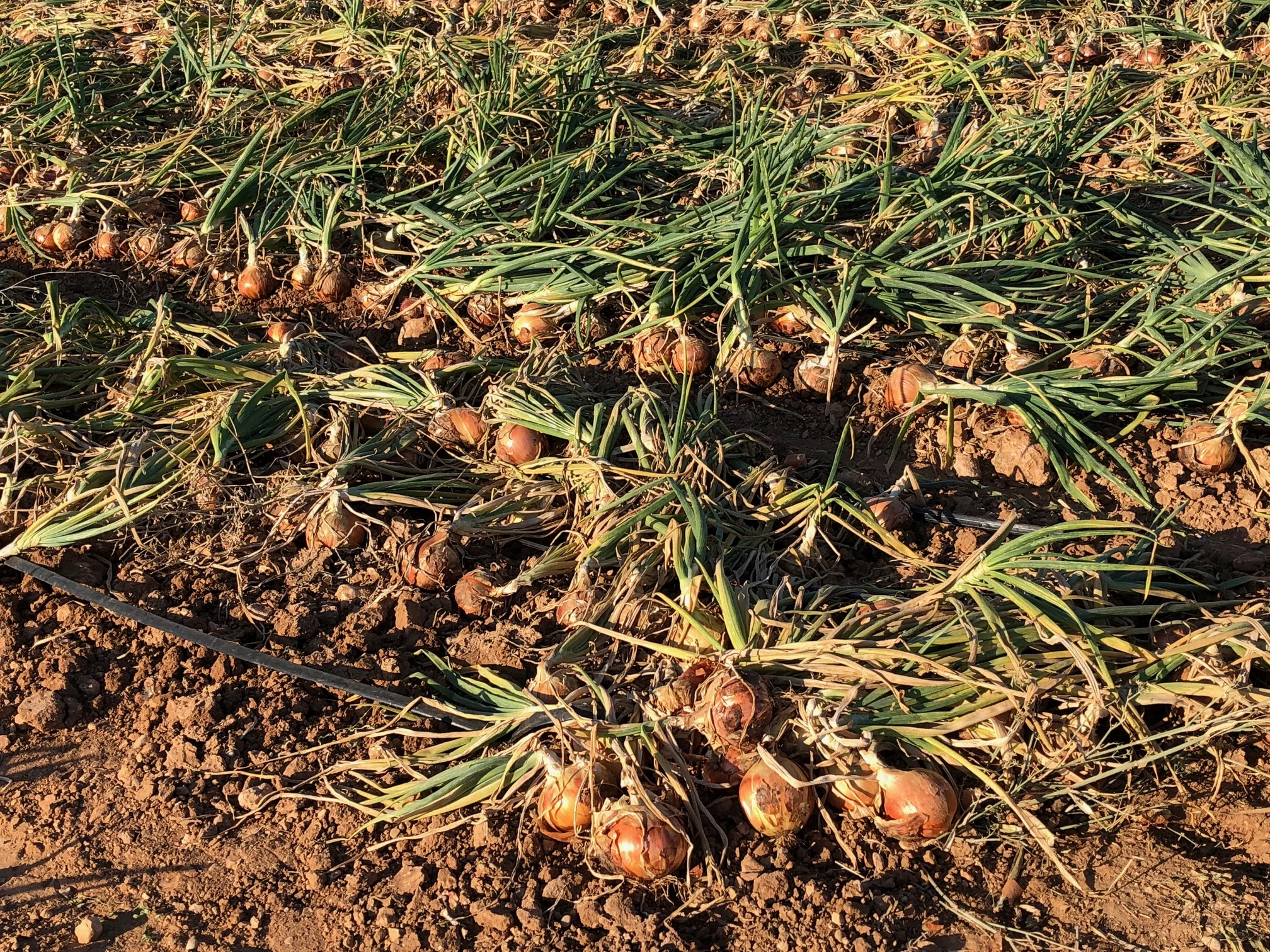 ONIONS SEEM TO BE THE MAIN CROP HERE